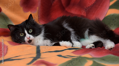 Billede på lærred black with white furry cat lies on the couch