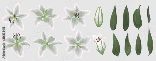 Vector floral bouquet design: set of tender yellow lily flowers, buds and green leaves. Wedding vector for invite card. Watercolor designer editable element bundle.