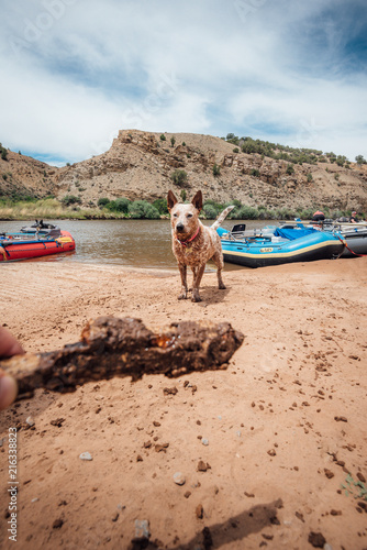 Red Heeler Dog Playing