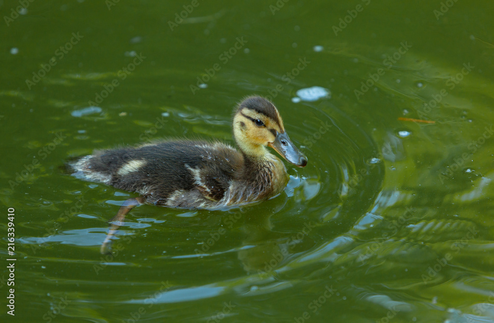 A cute Duckling swims in green Water A cute Duckling swims in green Water