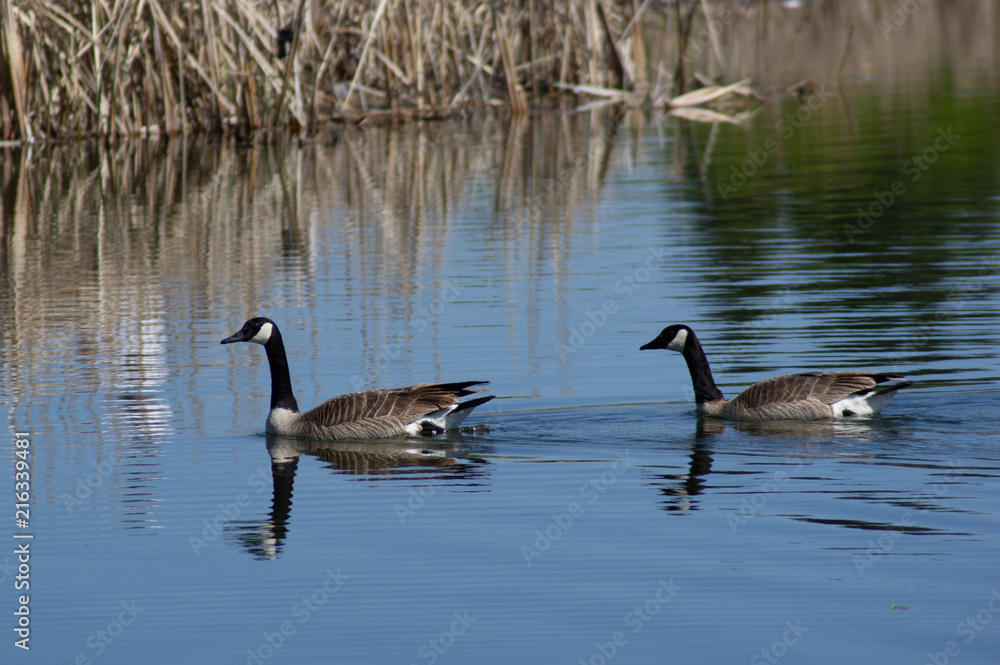 Fototapeta premium Candian Geese Water