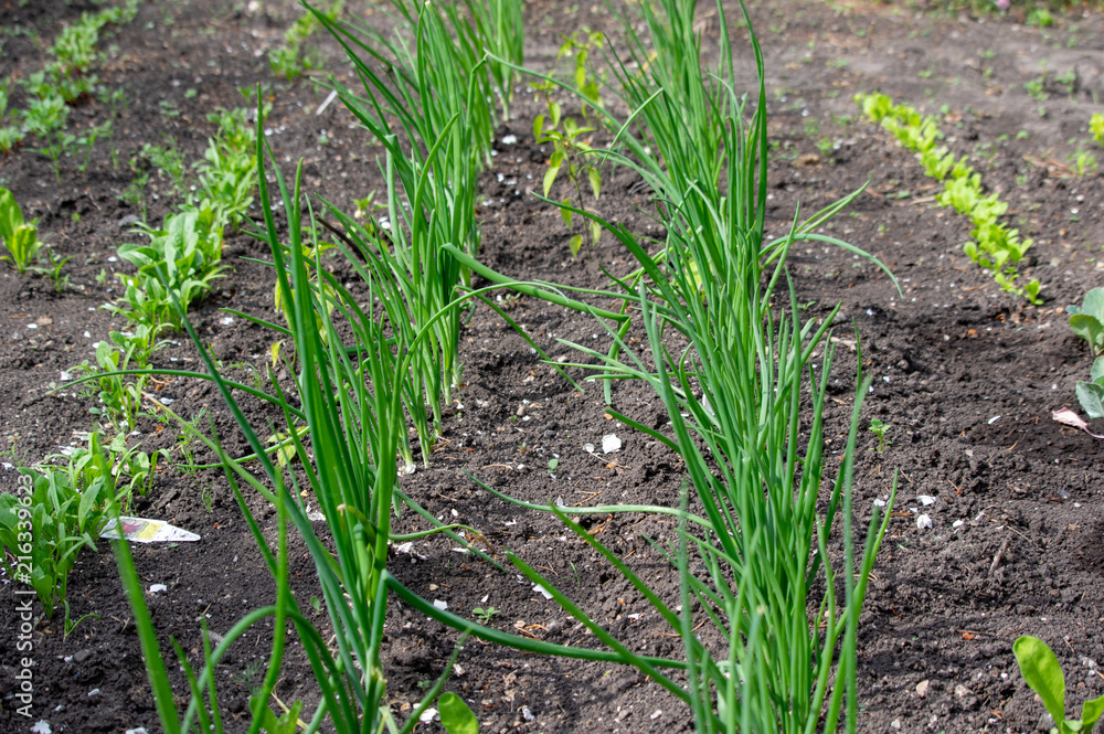 Spring Garden Spring Garden