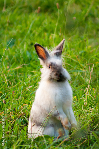 a miniature rabbit standing on hind legs in the grass