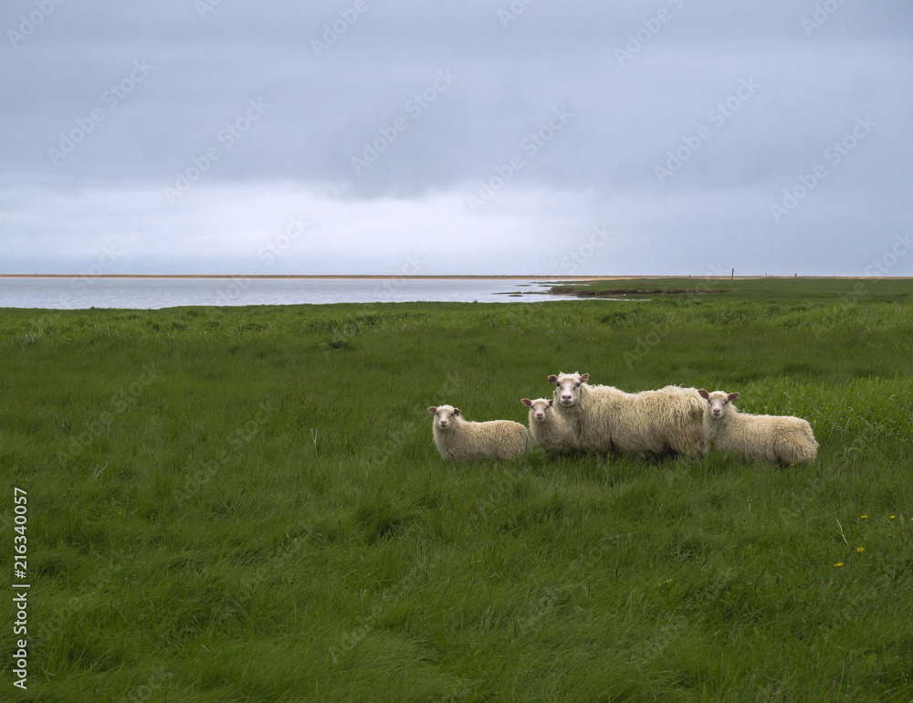 group of four icelandic sheep, mother and lamb on green grass meadow, blue sky and red sand beach, west fjords, Iceland