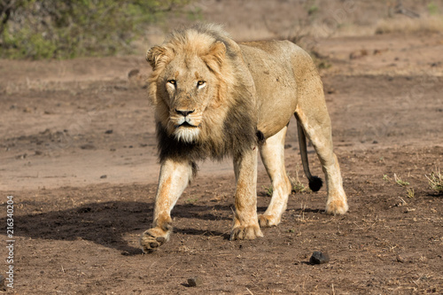 Dominant male lion walking around in the Kruger National Park in South Africa