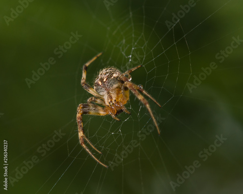 Spider waiting for the next prey