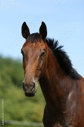 Head of a young thoroughbred horse on the summer meadow © acceptfoto