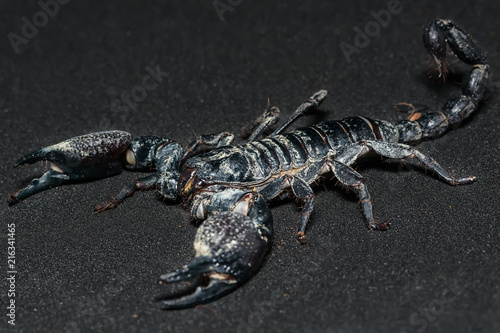 Black scorpion isolated on black background