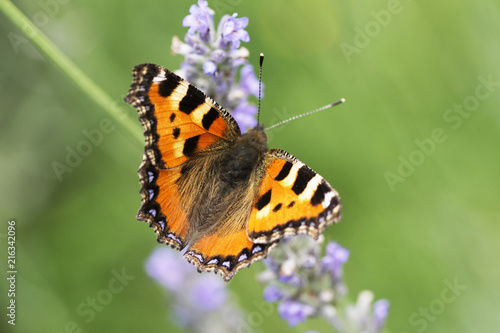 Monarch butterfly on a lavender flower