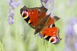 Peacock butterfly on a lavender flower