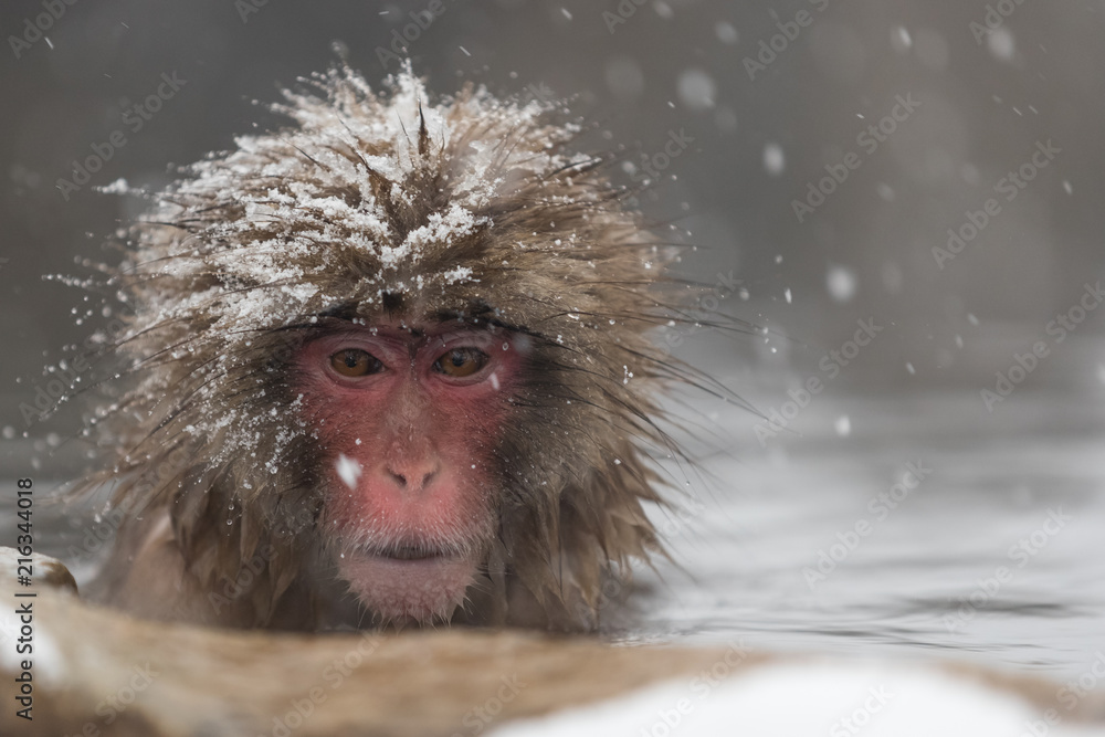 Fototapeta premium Jigokudani Monkey Park , monkeys bathing in a natural hot spring at Nagano , Japan