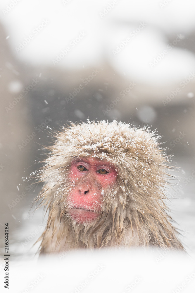Obraz premium Jigokudani Monkey Park , monkeys bathing in a natural hot spring at Nagano , Japan