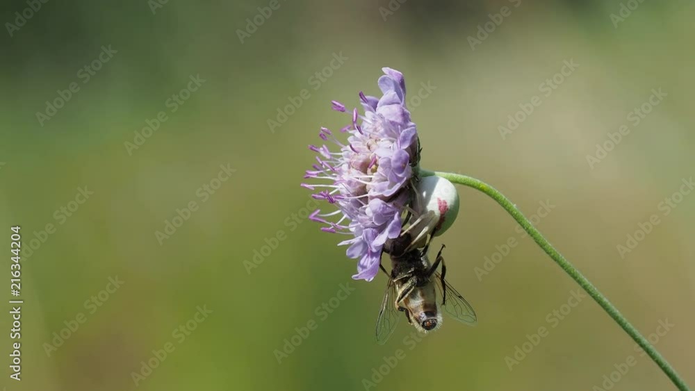 White crab spider (Misumena vatia) capturing a fly on a scabious plant White crab spider (Misumena vatia) capturing a fly on a scabious plant