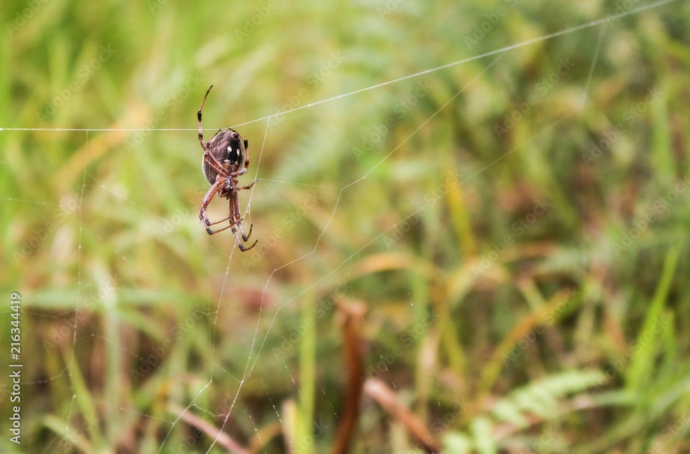 Spider in Galapagos Spider in Galapagos