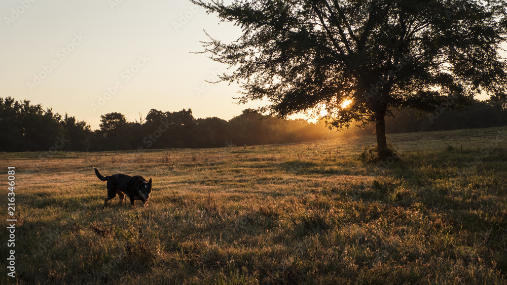 Cattle dog in the country at sunrise Cattle dog in the country at sunrise