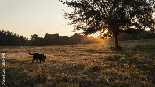 Cattle dog in the country at sunrise