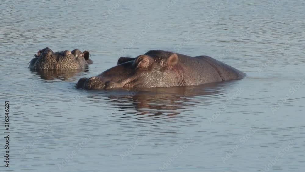 Hippopotamus flapping its ears right above the water line Hippopotamus flapping its ears right above the water line