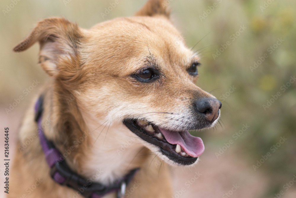 Cute Dog Portrait Cute Dog Portrait