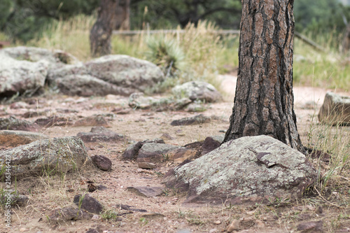 Hiking Trail - Detail