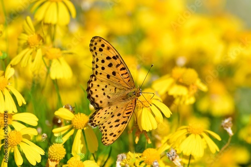 黄色い花の蜜を吸うツマグロヒョウモンチョウ © Scott Mirror