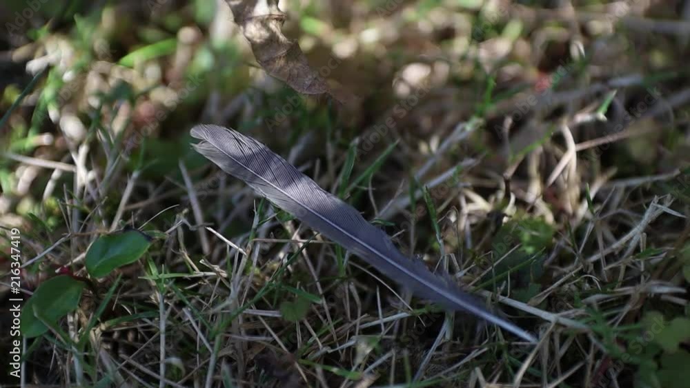 A lost feather on the grass, close up A lost feather on the grass, close up