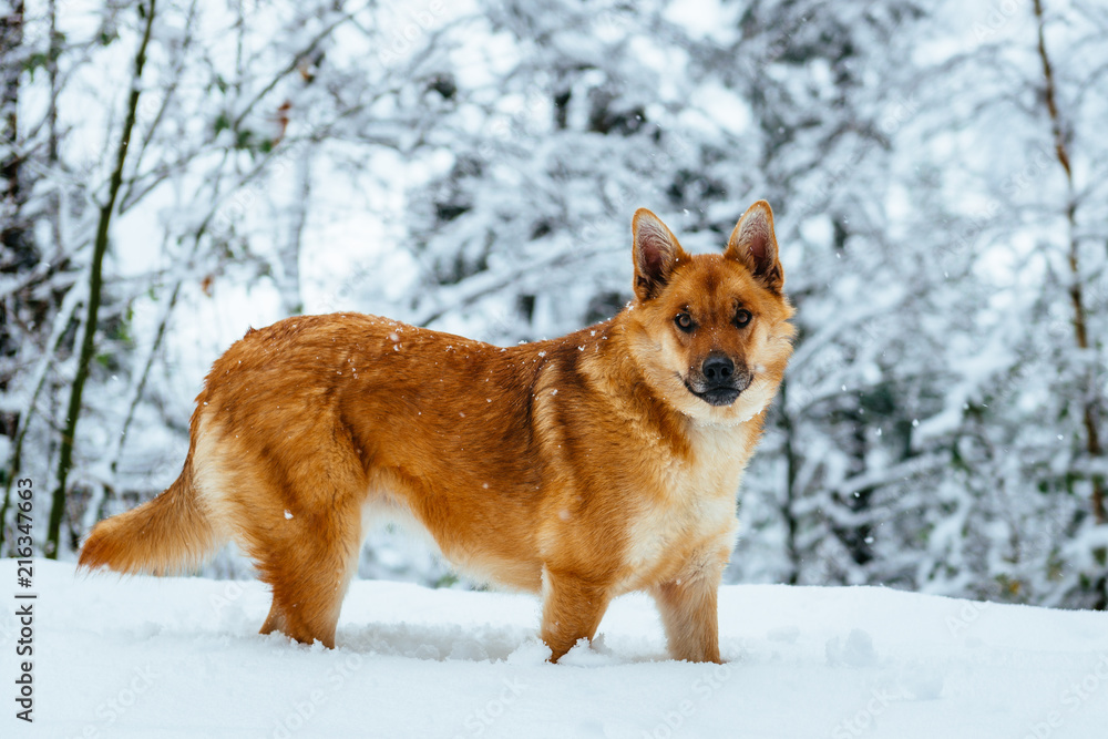 Dog looking at camera with her paws sunk in the snow