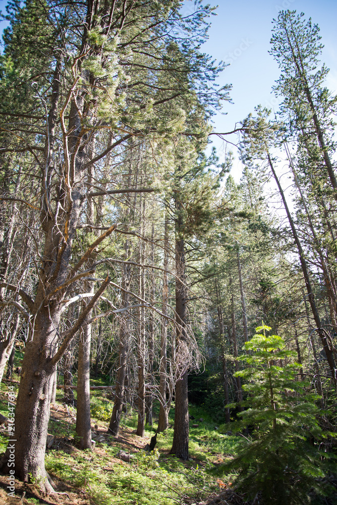 Fototapeta premium South Tahoe woods