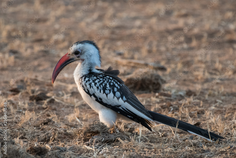 Obraz premium Birds