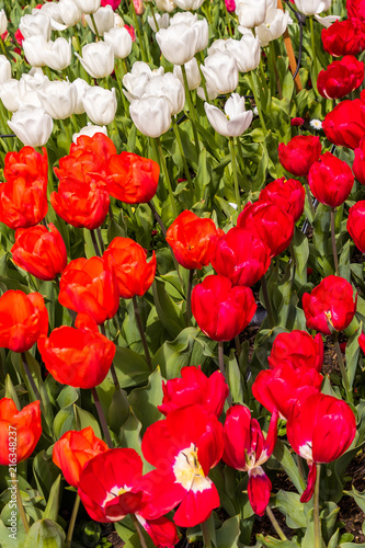 Fototapeta Naklejka Na Ścianę i Meble -  Tulips 6