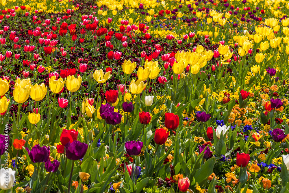 Fototapeta premium Tulips 2