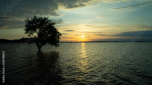 Tree in Water Sunset