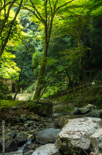 明治の森・箕面国定公園の山道の風景