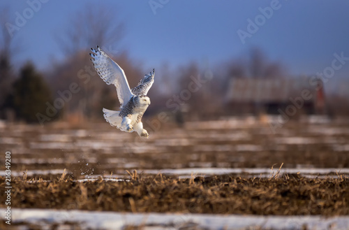 Snowy Owl takes off from a field