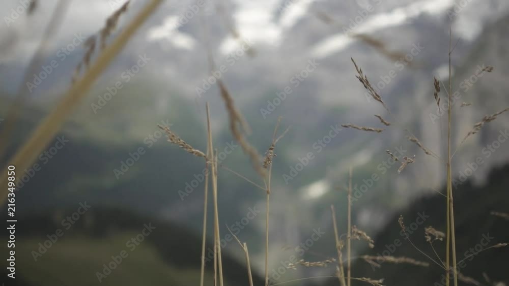 Grass blowing in the wind with mountains in the background Grass blowing in the wind with mountains in the background