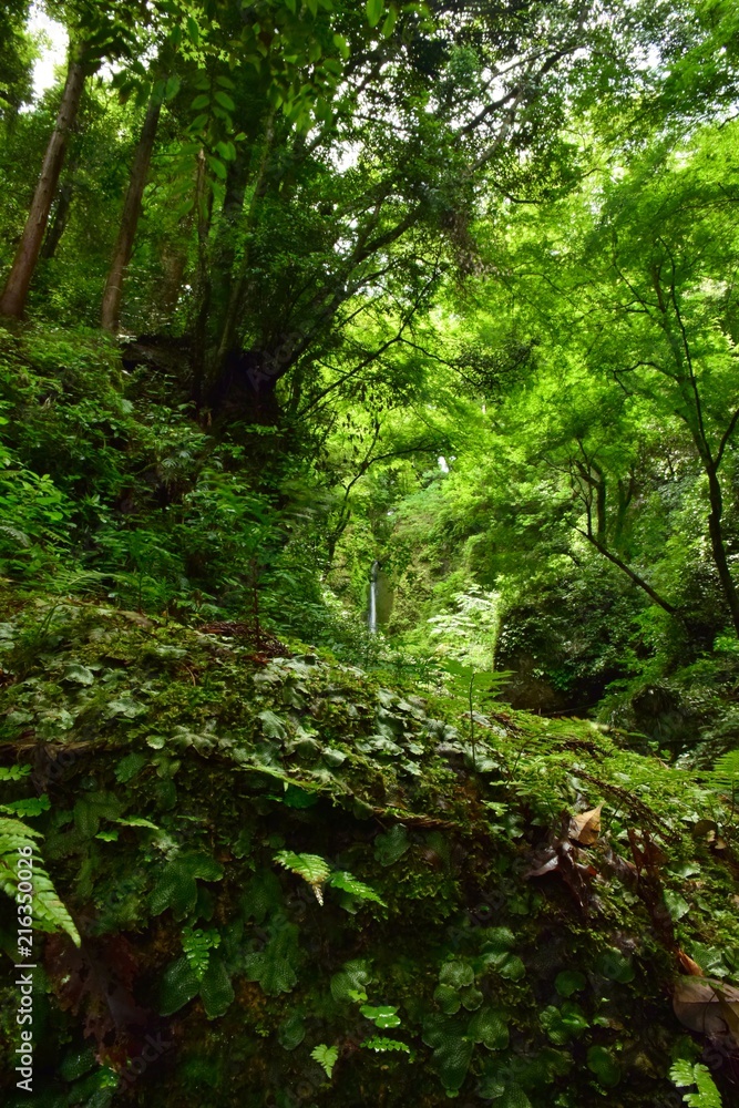 Moss Green Moss Green