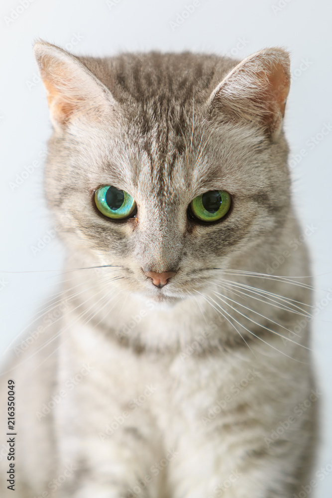 Silver tabby cat closeup