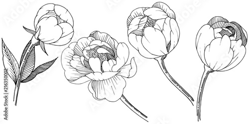 Peony in a vector style isolated. Full name of the plant: peony. Vector flower for background, texture, wrapper pattern, frame or border.
