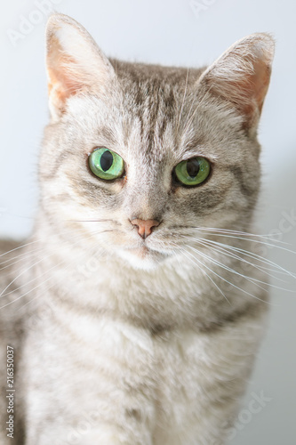 Silver tabby cat closeup