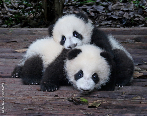 Fototapeta Naklejka Na Ścianę i Meble -  Baby Giant Pandas Playful and adorable