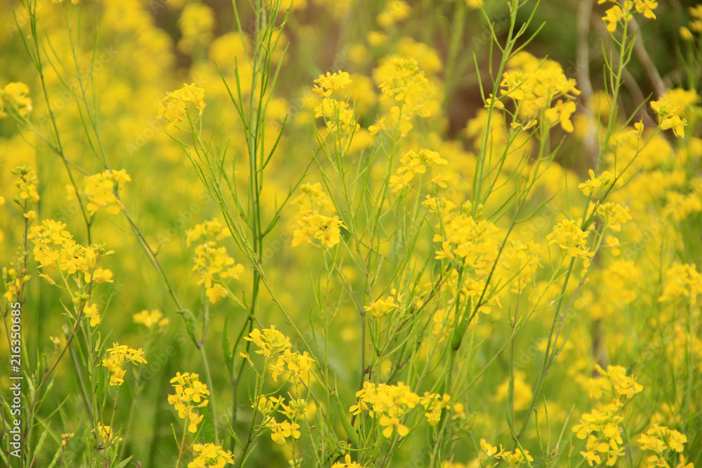 Rape flower Rape flower