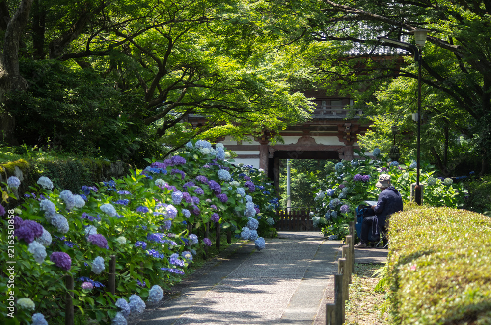 大阪池田 久安寺の紫陽花と絵を描く人 Stock Photo Adobe Stock 大阪池田 久安寺の紫陽花と絵を描く人 Stock Photo Adobe Stock