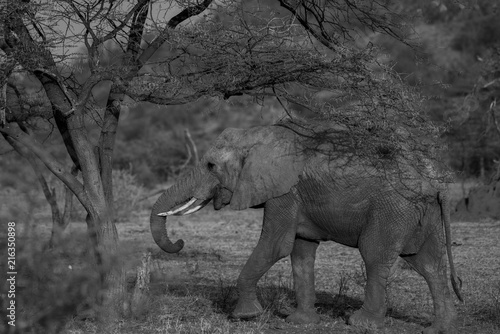 Elephants