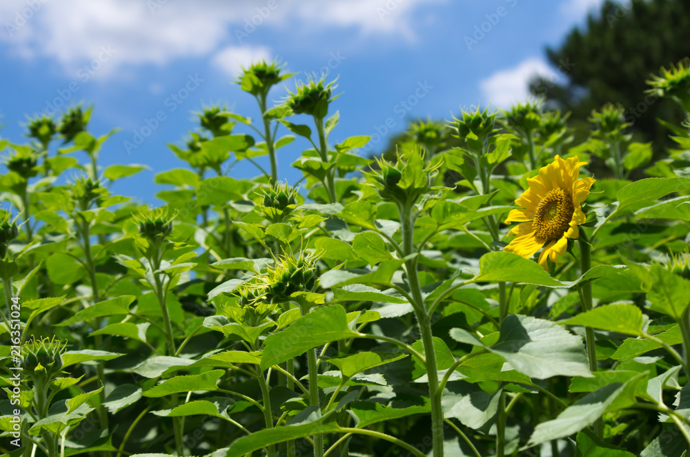 ひまわり畑 最初に咲いた花一輪 Stock Photo Adobe Stock ひまわり畑 最初に咲いた花一輪 Stock Photo Adobe Stock
