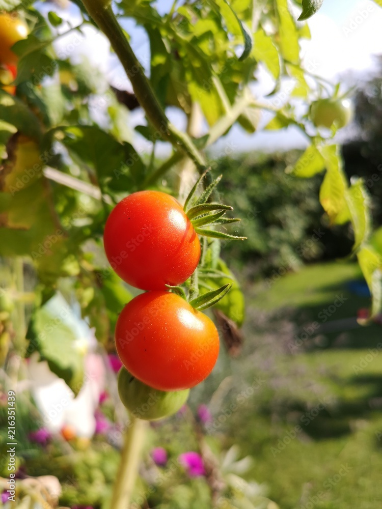 Tomaten am Strauch im Garten