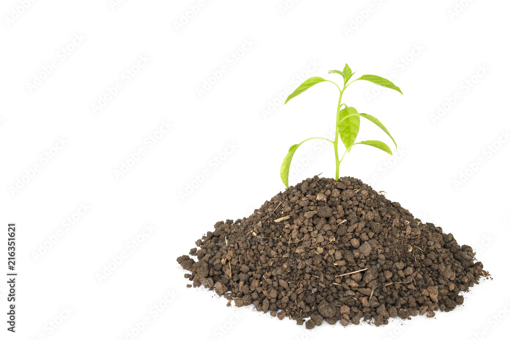 green tree sprout plants growing hope ecology on white background green tree sprout plants growing hope ecology on white background