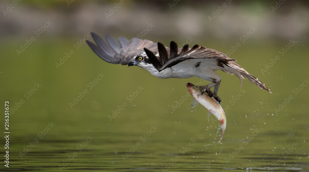 Obraz premium Osprey