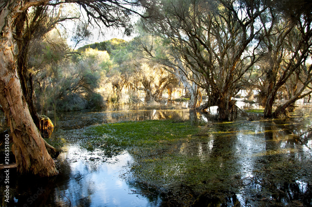 Herdsman Lake Swamp - Perth - Australia Herdsman Lake Swamp - Perth - Australia
