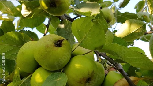 Apple tree filled with fruit. Green and red apples growing on fruit tree. photo