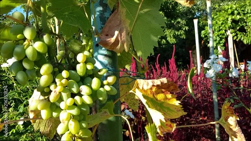 Zoom in on sweet grape vine tree. Grapes hanging on the vine in the garden. photo