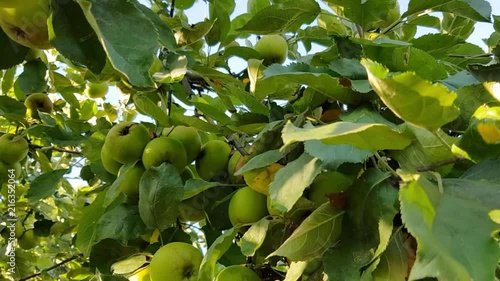 Apple fruit tree close up. Apple fruit growing on tree close up. Green apples growing on tree ready for picking. photo